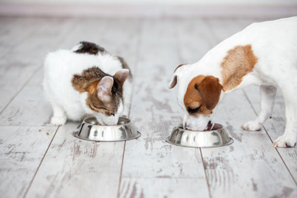 Pet Food & Prescription Diets